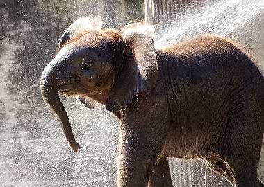 Elephant Calf Shower