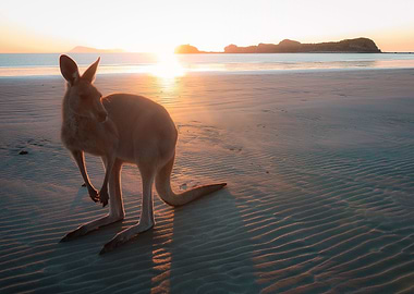 Kangaroo at Sunrise