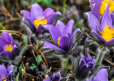 Flowers of Eastern Siberia
