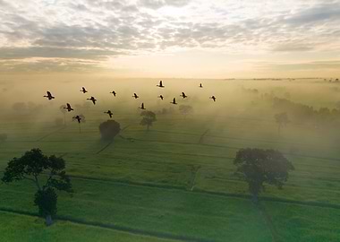 Bird flying in orange sky