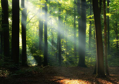 sunrise in green forest