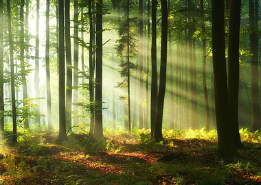 morning in the forest