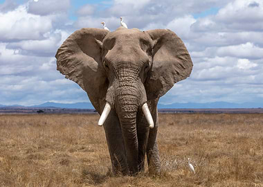 Elephant