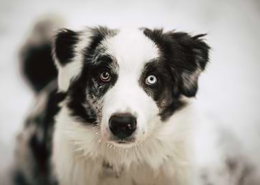 Bailey puppy landscape