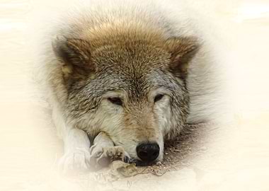 Wolf portrait