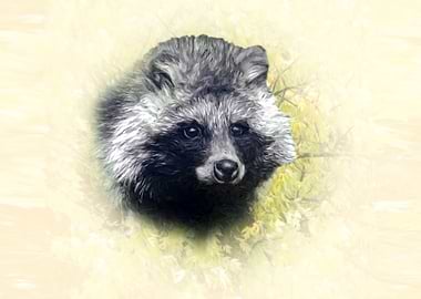 Raccoon dog