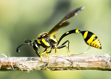 Wasp