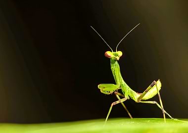 Praying Mantis