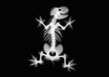 XRay funny animal monster