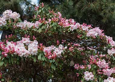 Rhododendron Flowers