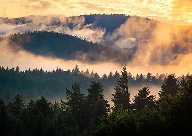 Foggy Summer Evening