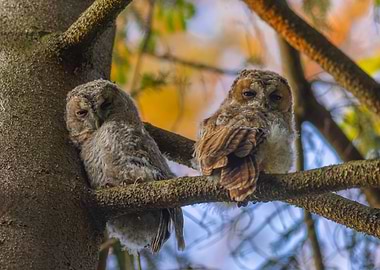 Sleepy Owls