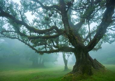 Foggy Fanal Forest