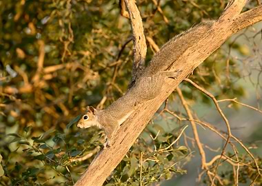 Gray squirrel in a tree