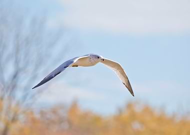 Seagull in flight