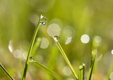 Dew drops on grass