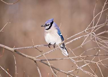Blue jay perching in tree
