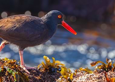 Oystercatcher