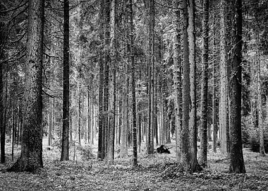 Walking in the woods