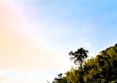 Lonely tree on the hill