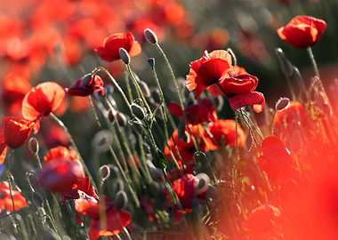 Red poppie field