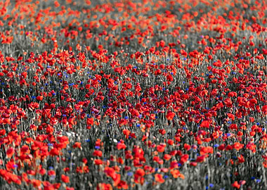 Red poppie field