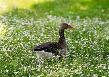 A goose in the flowerbed