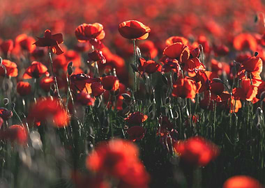 Red poppie field