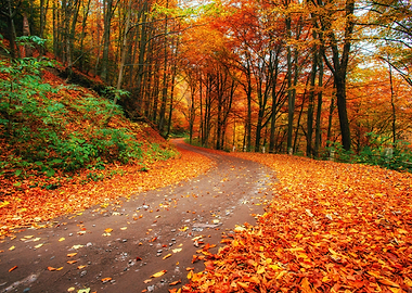Autumn alley ukraine