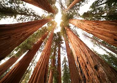 Lowangle view of trees
