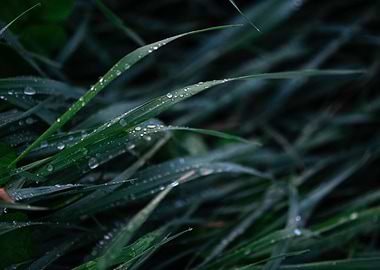 Green grass with raindrops