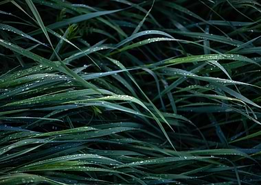 Green grass background