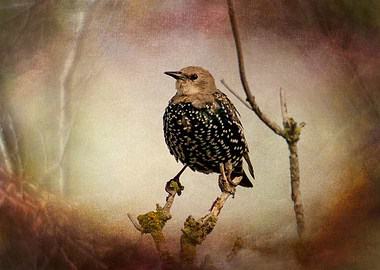 The Starling bird