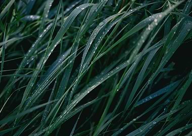 Green grass with raindrops
