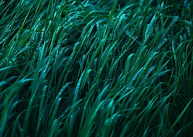 Green grass with raindrops