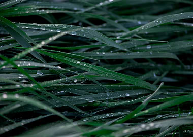 Green grass with raindrops