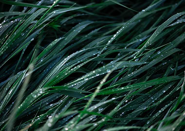 Green grass with raindrops