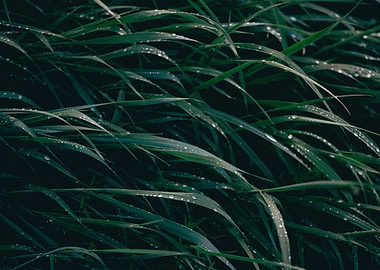 Green grass with raindrops
