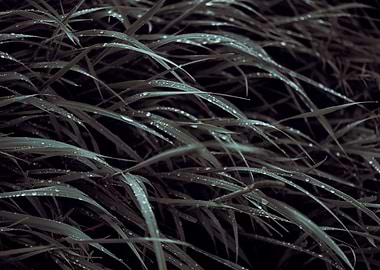 Green grass with raindrops