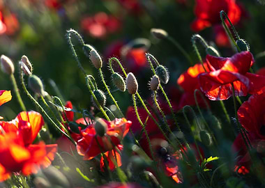 A field of red poppies