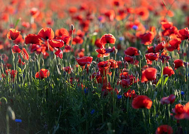 A field of red poppies