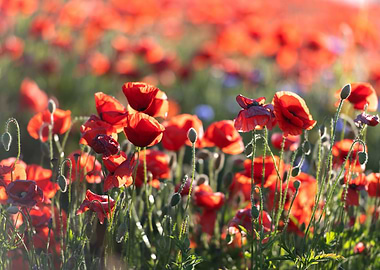A field of red poppies