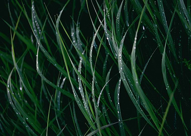 Green grass with raindrops