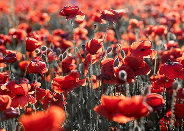 A field of red poppies