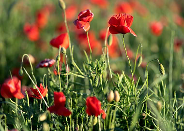 A field of red poppies