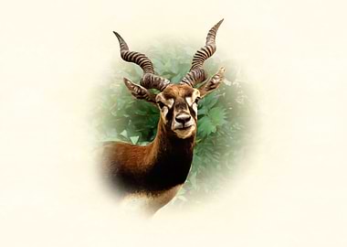 Blackbuck