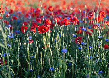 Landscape with Red Poppies