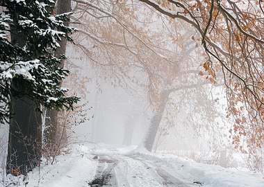 Winter landscape and trees