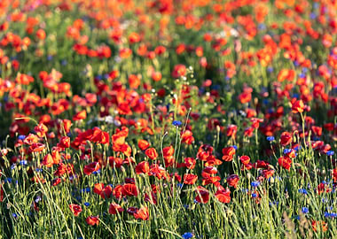 Landscape with Red Poppies
