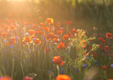 Landscape with Red Poppies